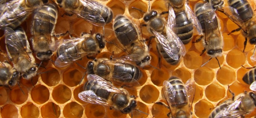 מחלות ומזיקים עיקריים לדבורות